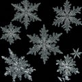 Various snowflakes with intricate, symmetrical designs on a black background. Each Royalty Free Stock Photo