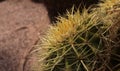 Cactus plants with many thorns on the ground in the garden decorating