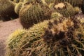 Cactus plants with many thorns on the ground in the garden decorating