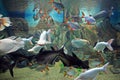 Various species of exotic fishes swimming together in aquarium Royalty Free Stock Photo