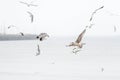 various species of seagulls over the sandy beach, Sopot, Poland