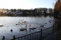 Various species of water fowl feeding in an urban setting, swans, geese, gulls and ducks all in the same spot, feeding Royalty Free Stock Photo
