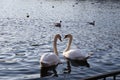 Various species of water fowl feeding in an urban setting, swans, geese, gulls and ducks all in the same spot, feeding Royalty Free Stock Photo