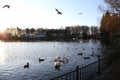 Various species of water fowl feeding in an urban setting, swans, geese, gulls and ducks all in the same spot, feeding Royalty Free Stock Photo