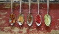 Various spices on silver spoons Royalty Free Stock Photo