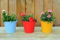 Spring Bulbs Growing In Colourful Pots