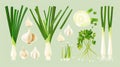 various stages and parts of allium plants, from spring onions to mature garlic bulbs, rendered in a classic style perfect for both