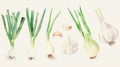 various stages and parts of allium plants, from spring onions to mature garlic bulbs, rendered in a classic style perfect for both