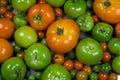 Various Stages of Ripening Tomatoes