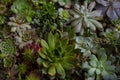 Various succulent plants garden terrarium Royalty Free Stock Photo