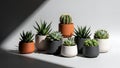 Various Succulent Plants in Modern Pots, Illuminated by Dramatic Shadows Royalty Free Stock Photo