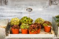 Various succulent plants for sale in a flower shop