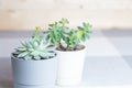 Various succulents, Echeveria colorata, plants in pots indoors, copyspace, minimal style