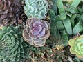 Succulents