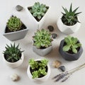 Various succulents in geometric pots are arranged on a light surface Royalty Free Stock Photo