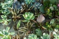 Various succulents. Green floral background. Echeveria, Haworthia. Flowers and leaves close-up. Grow a mini garden at