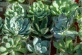 Various succulents. Green floral background. Echeveria, Haworthia. Flowers and leaves close-up. Grow a mini garden at