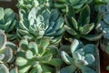 Various succulents. Green floral background. Echeveria, Haworthia. Flowers and leaves close-up. Grow a mini garden at