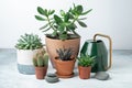 Various succulents in pots and watering can on table indoor. Plant transplantation. Concept of indoor garden home