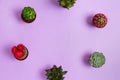 Various succulents on purple background