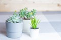 Various succulents in simple white and grey plastic pots, home flowers indoors