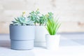 Various succulents in simple white and grey plastic pots, home or office flowers indoors