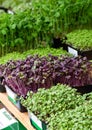Healthy micro greens for sale at a local market
