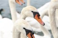 Various swans in a Lake in geneve in switzerland