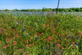 Various Texas Wildflowers