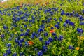 Various Texas Wildflowers