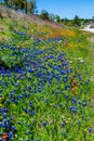 Various Texas Wildflowers