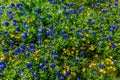 Various Texas Wildflowers