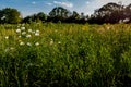 Various Texas Wildflowers