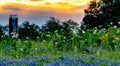 Various Texas Wildflowers in a Texas Pasture at Sunset Royalty Free Stock Photo