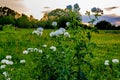 Various Texas Wildflowers in a Texas Pasture at Sunset