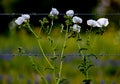 Various Texas Wildflowers in a Texas Pasture at Sunset with Fence Royalty Free Stock Photo