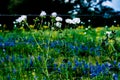 Various Texas Wildflowers in a Texas Pasture at Sunset with Fenc