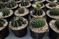Various Tiny Cactus in the Green House, Exotic Succulant Plants in the Garden Royalty Free Stock Photo