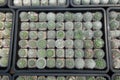 Various Tiny Cactus in the Green House, Exotic Succulant Plants in the Garden Royalty Free Stock Photo