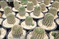 Various Tiny Cactus in the Green House, Exotic Succulant Plants in the Garden Royalty Free Stock Photo