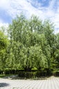 Various tree landscape paintings glowing and blooming in spring, giant hanging willow tree Royalty Free Stock Photo