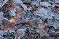 Various tree leaves on the ground with the first snow. Artistic. Close up on the grownd