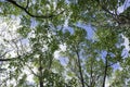 Various tree trunk and branch leaf up to cloud sky