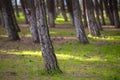 various tree trunks