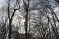 Various trees in the forest