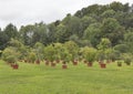 Various trees and plants growing in pots outdoor Royalty Free Stock Photo