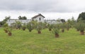 Various trees and plants growing in pots outdoor Royalty Free Stock Photo