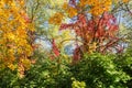 Various trees and shrubs with autumn varicolored leaves