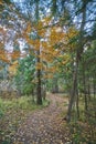 Russian forest in summer