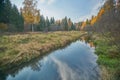 Russian forest in summer